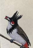 Rotohrbülbül / Pycnonotus jocosus (7,5 cm)